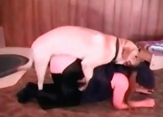 Dude gets destroyed by a horny dog